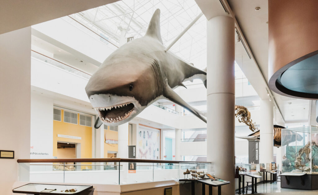 A giant great white shark floating in the San Diego Natural History Museum in Balboa Park